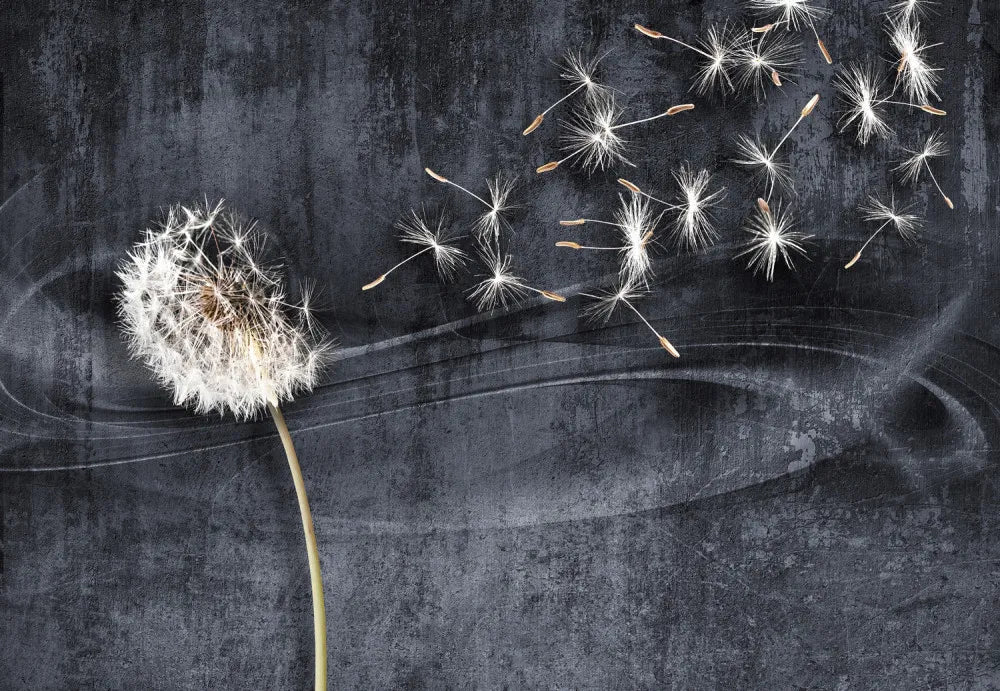 Dandelion on dark background