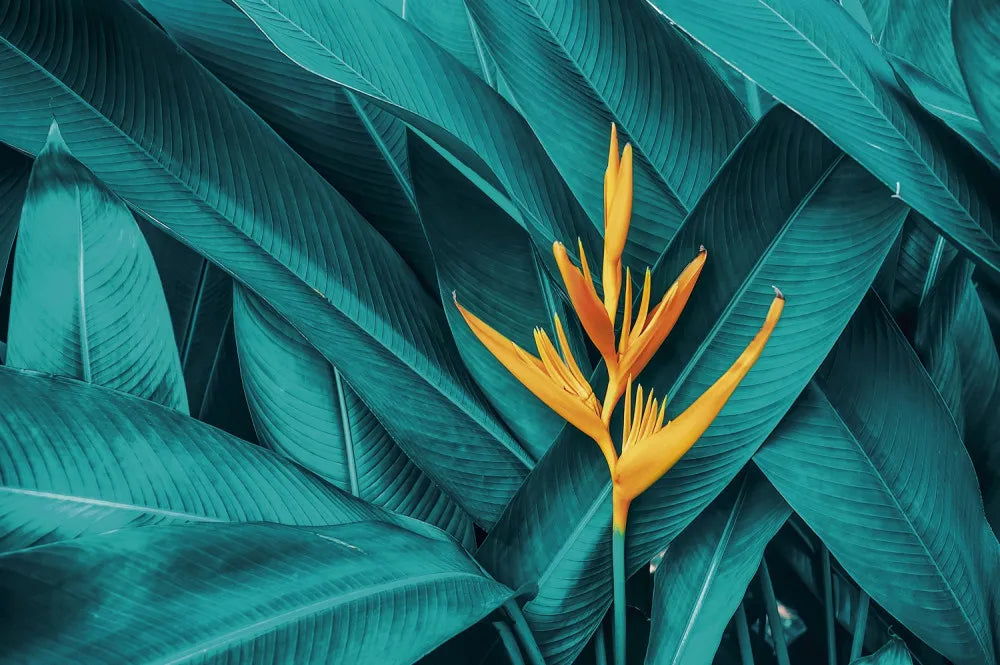 Colorful Heliconia and leaves