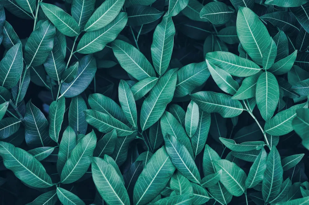 Twilight tropical leaves