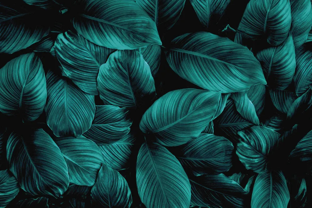 Green leaves on a dark background