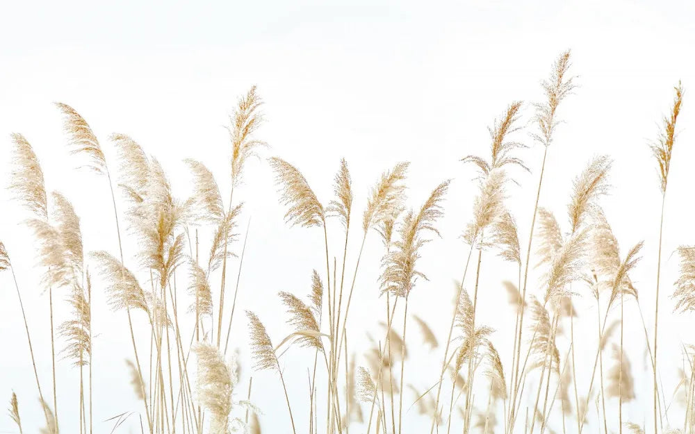 Reeds