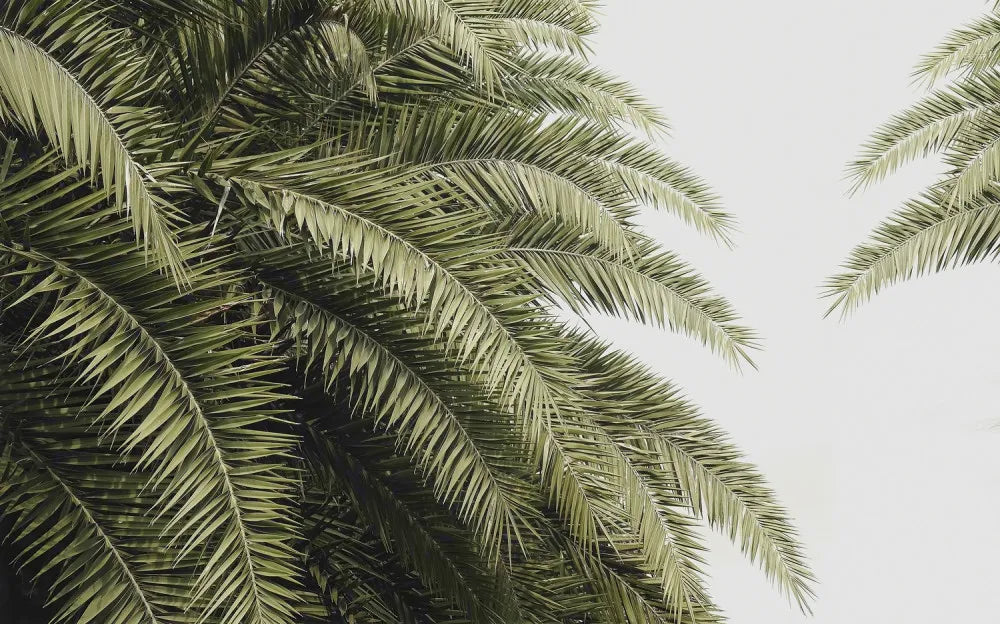 Large green leaves