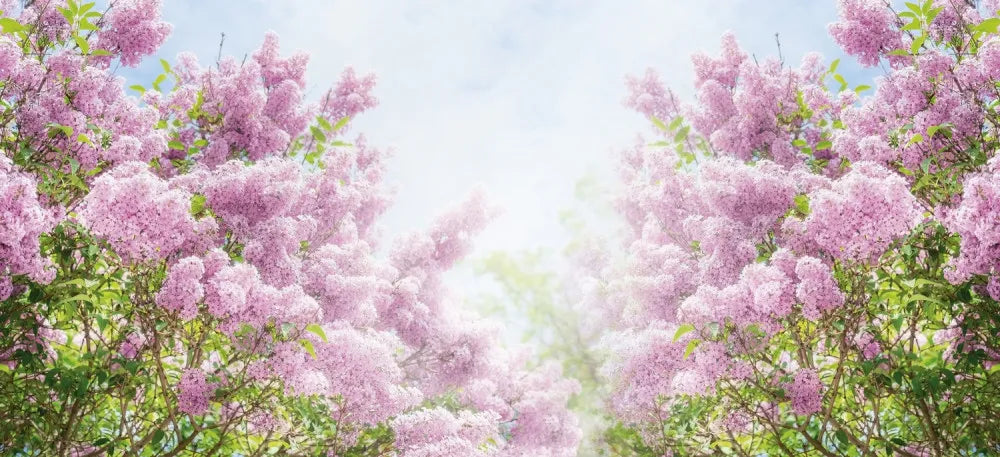 Blooming lilac garden