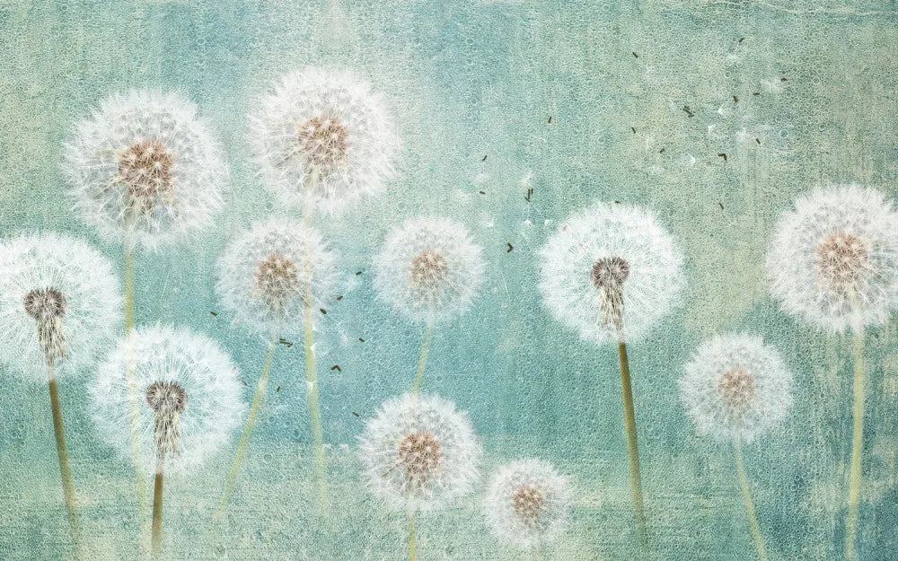 Dawn of the dandelions