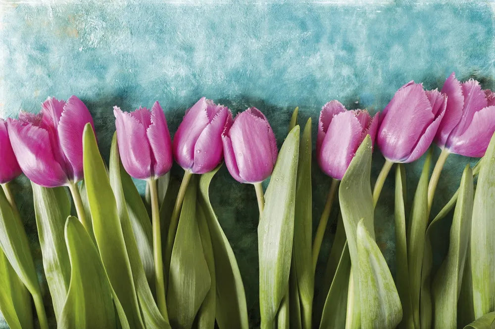 Lilac tulips