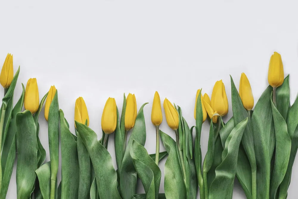 Delicate yellow tulips