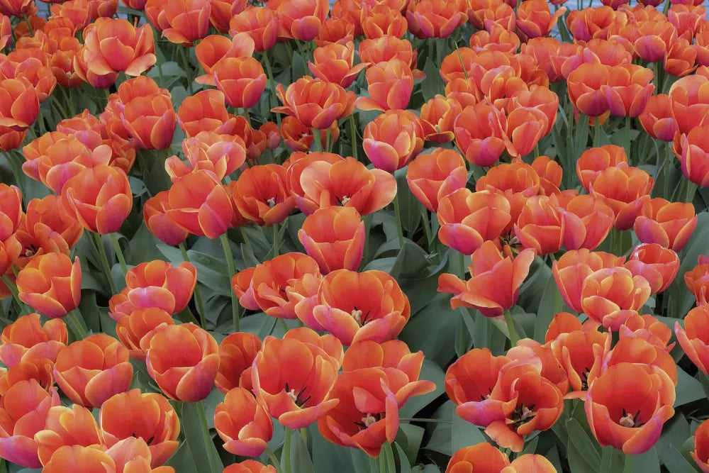 Field of red tulips