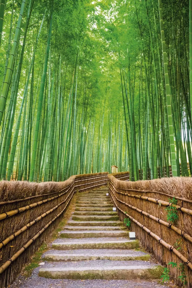 Bamboo forest in Kyoto