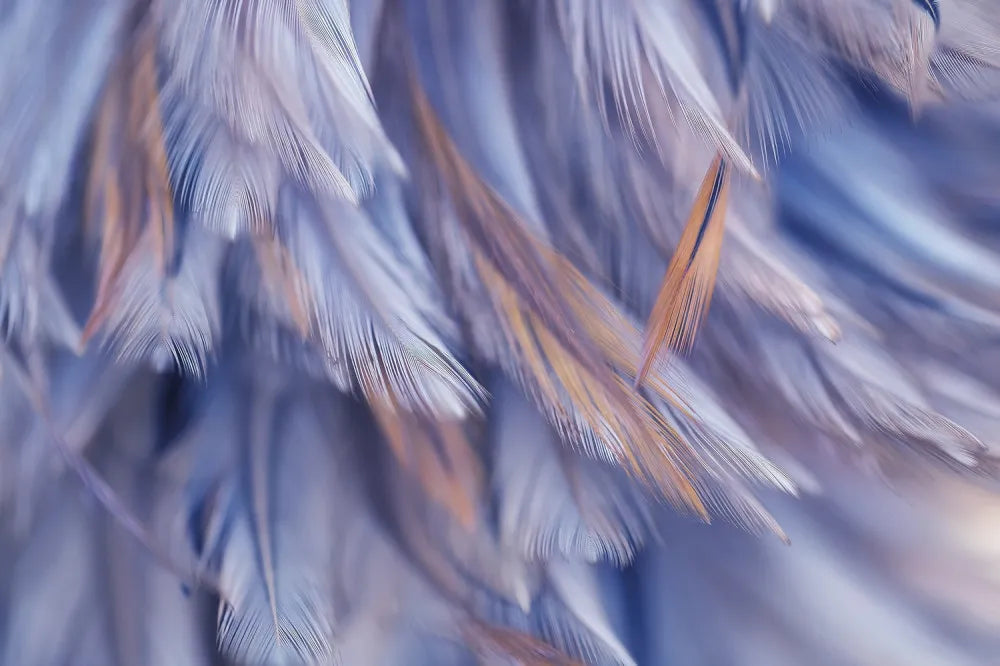 Lovely feathers