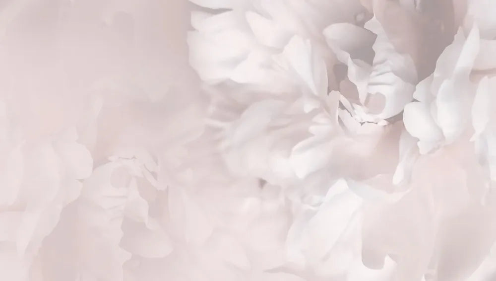 Delicate peony