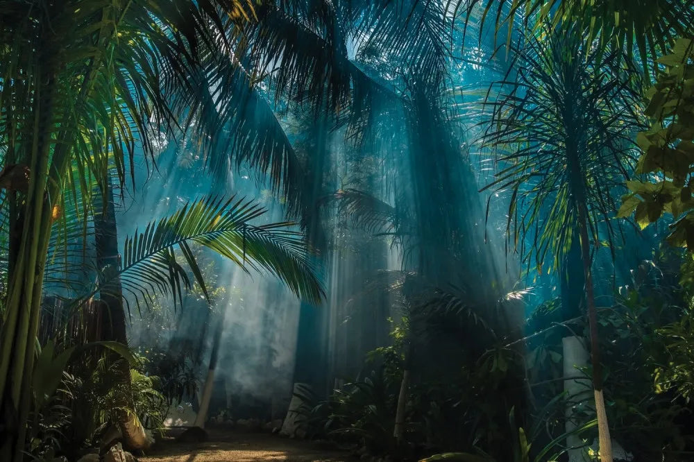 Dawn in the jungle