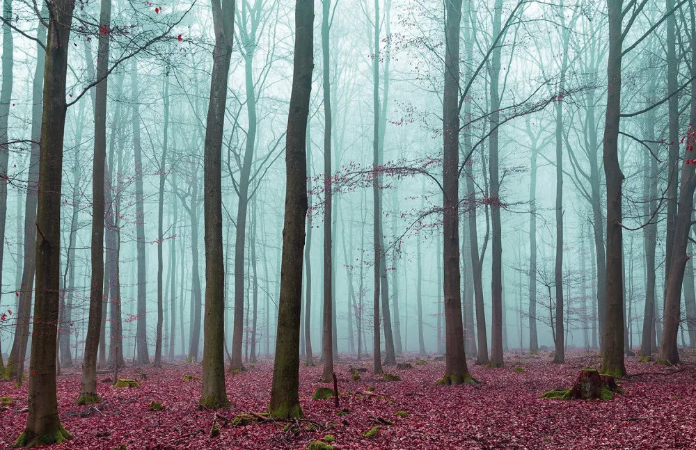 Magic forest