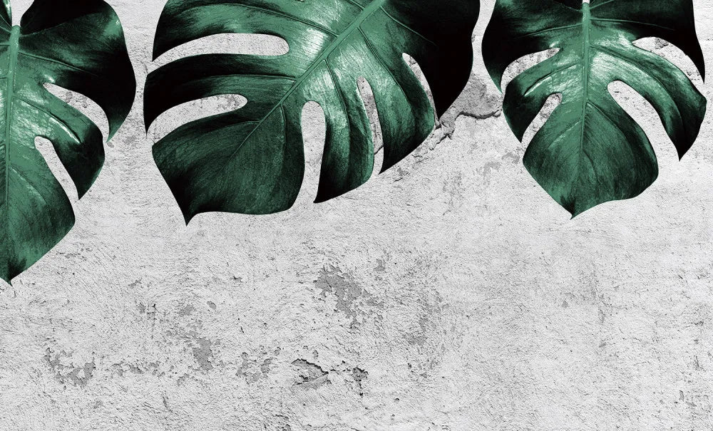 Large monstera leaves, loft