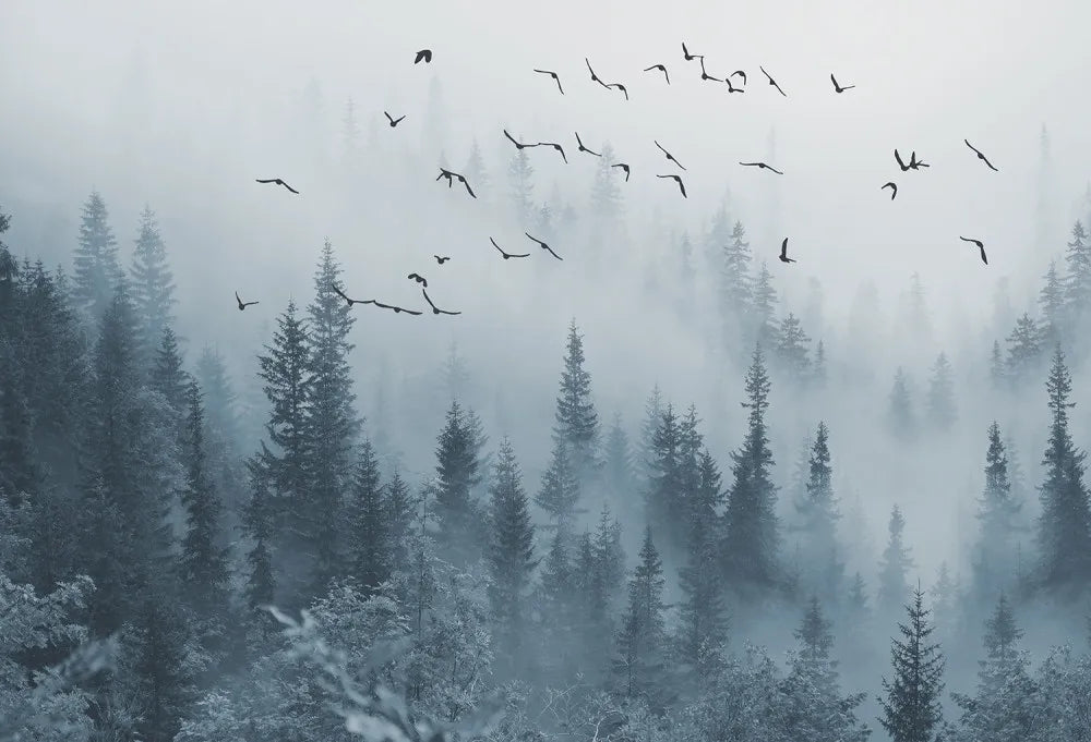 Winter foggy forest