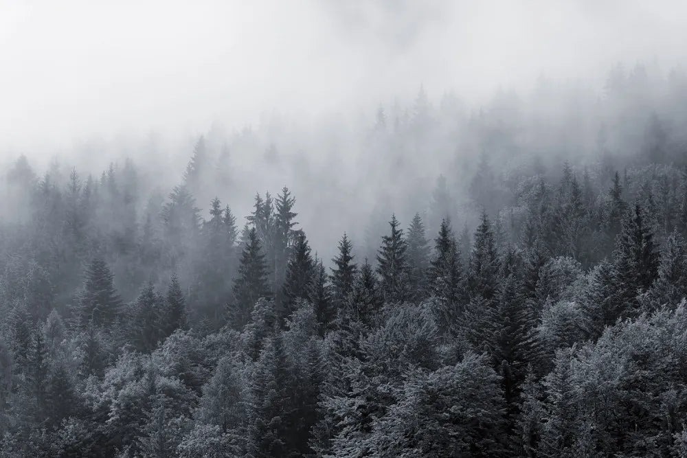Blue foggy forest