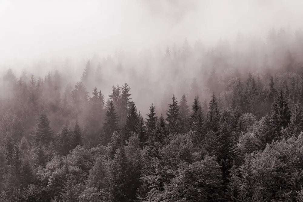 Dark forest in fog