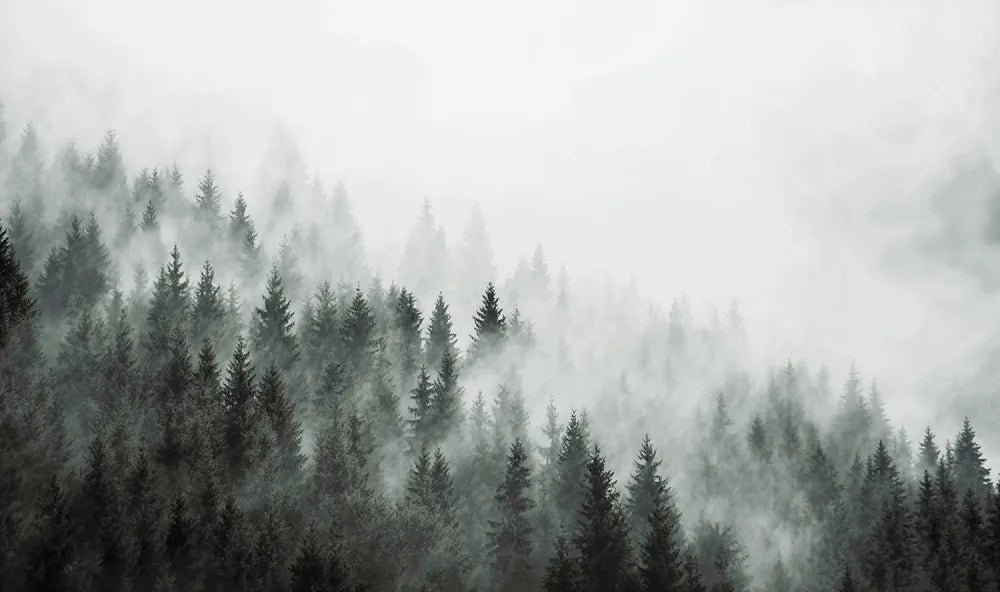 Forest in a haze