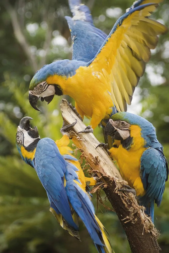 Parrots