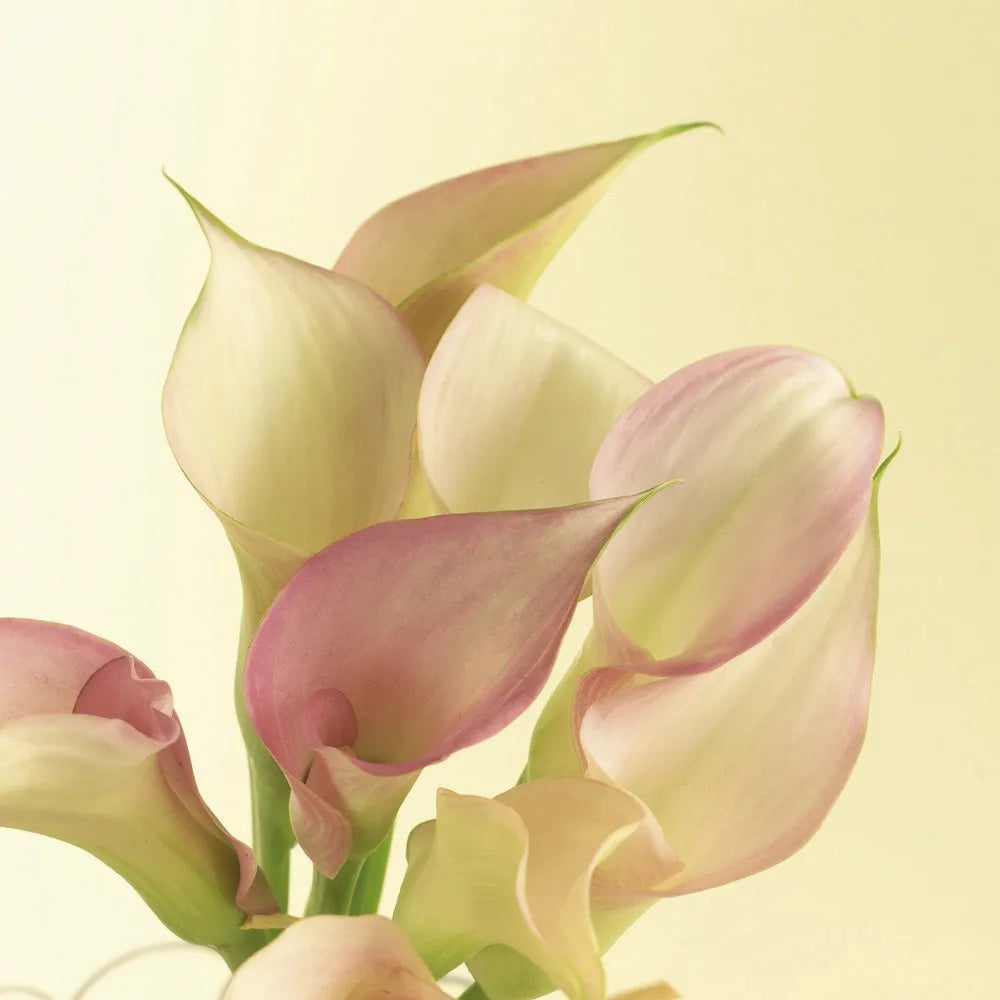 Tender lilies