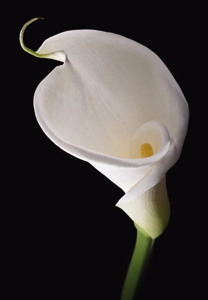 Madonna Lily