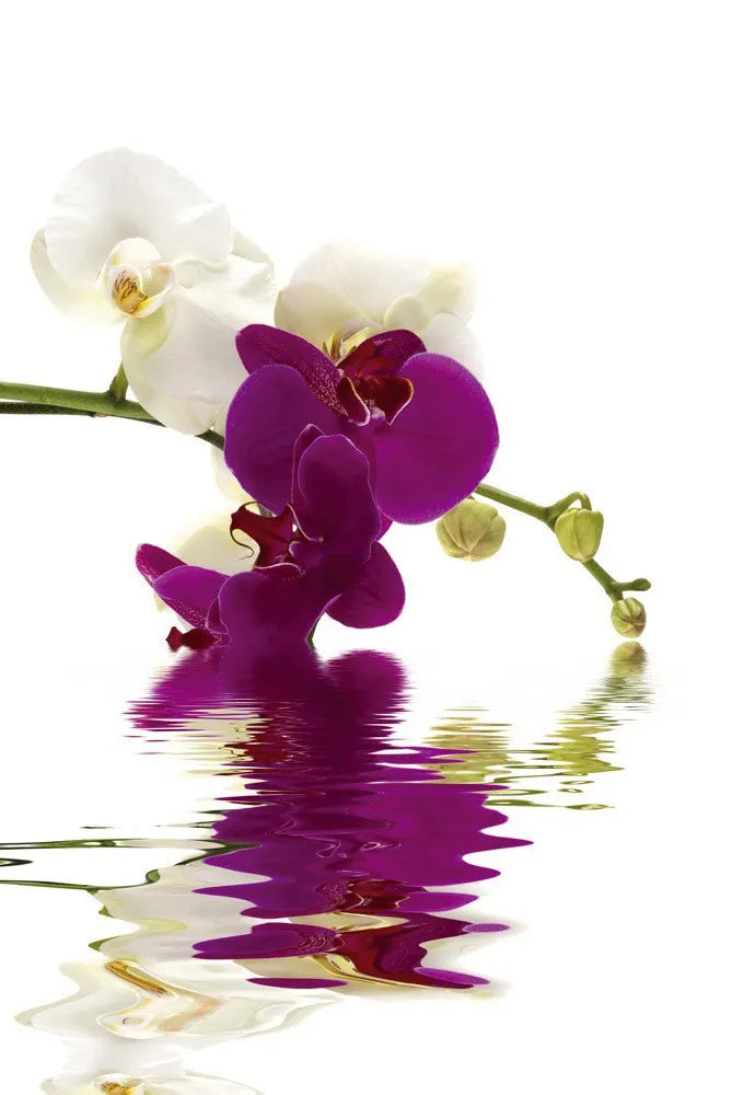 Orchids in the water