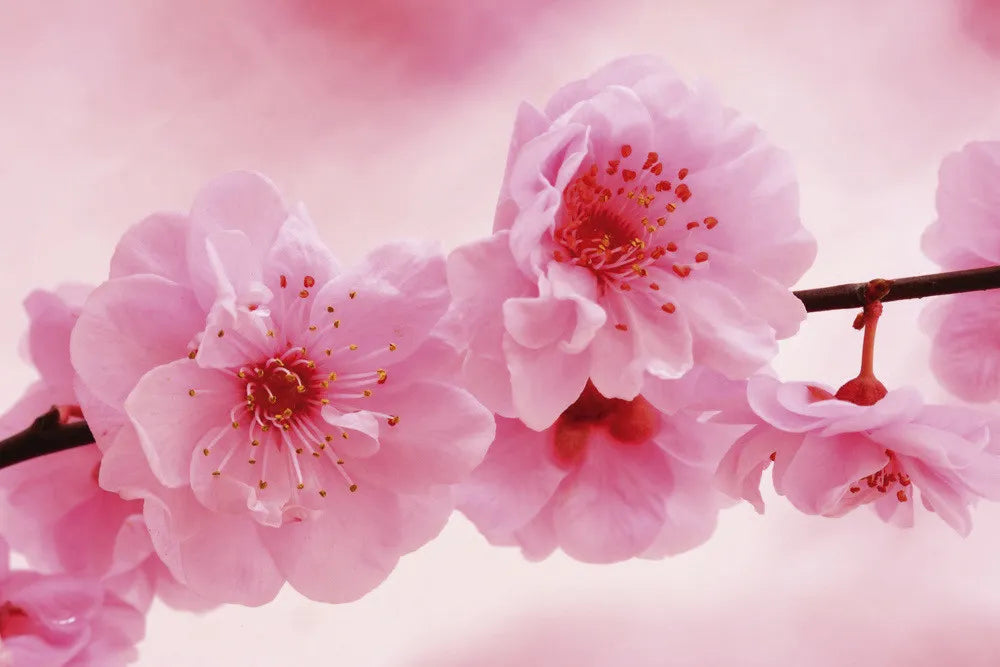 Blooming cherry