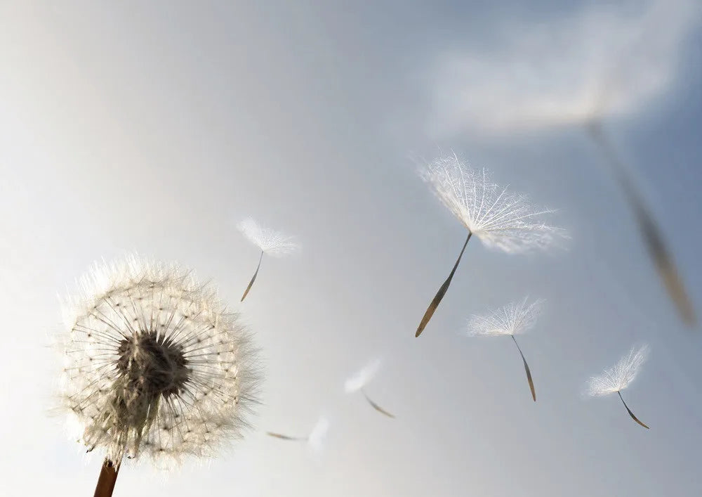 Dandelion