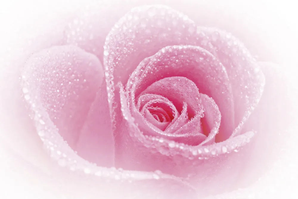 Rose Rose