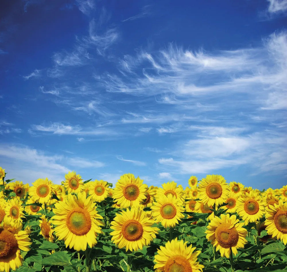 Field of sunflowers