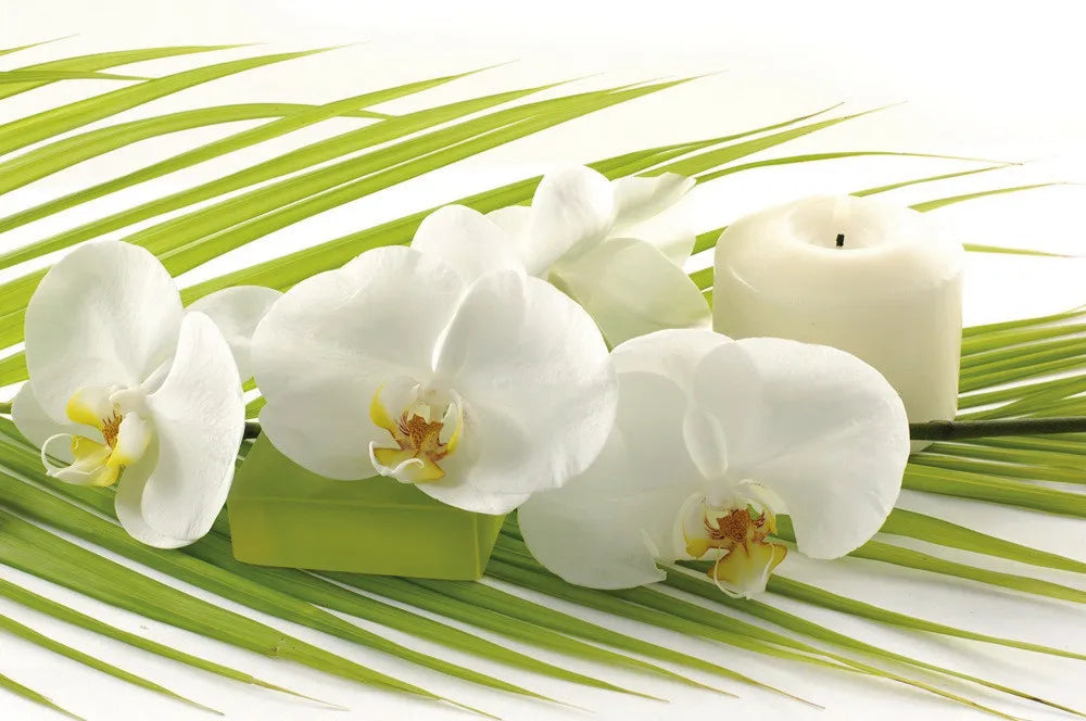 Orchid
