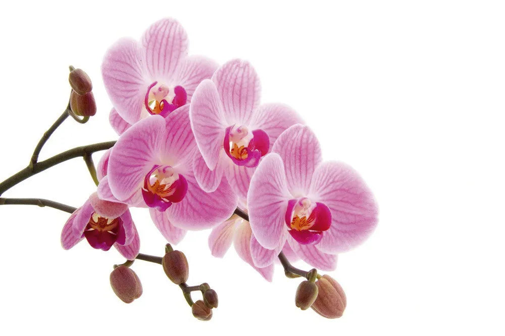 Rose Orchid