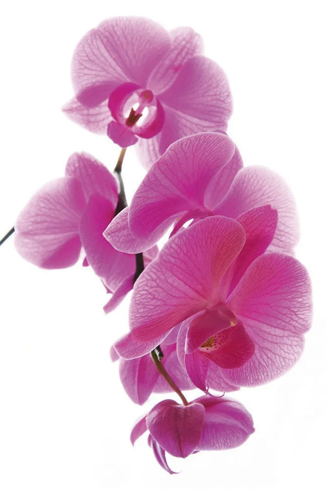 Violet Orchid