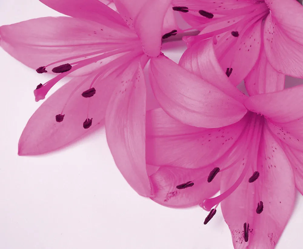 Rose Lily