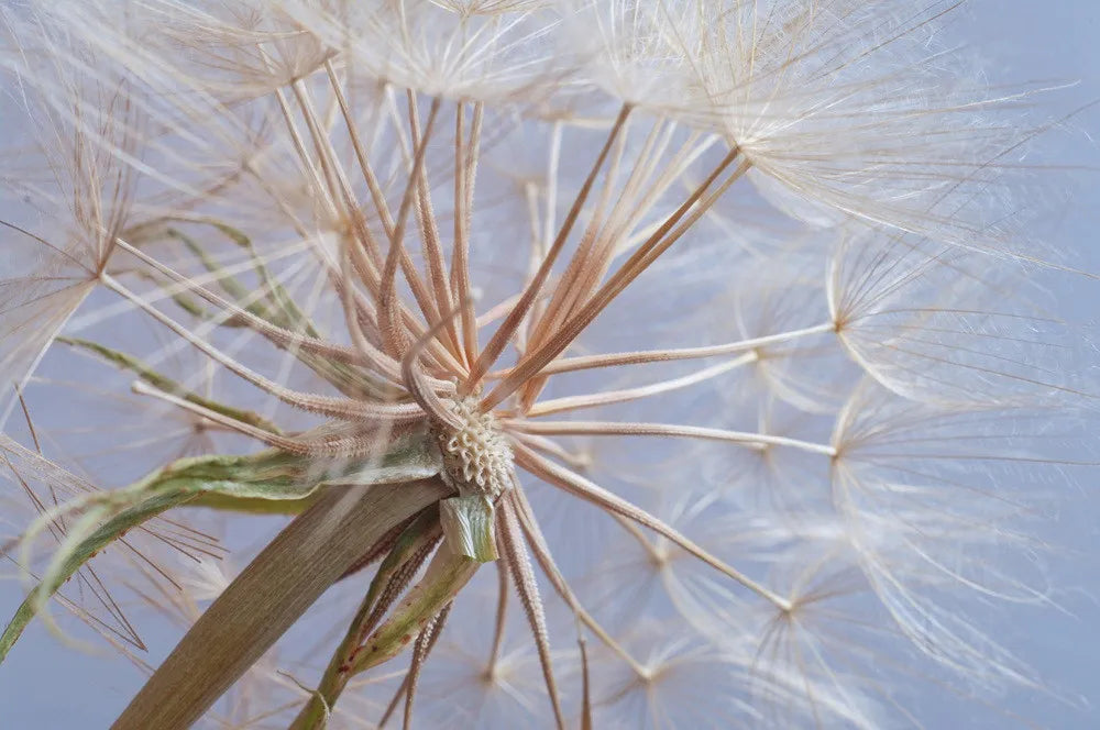 Dandelion