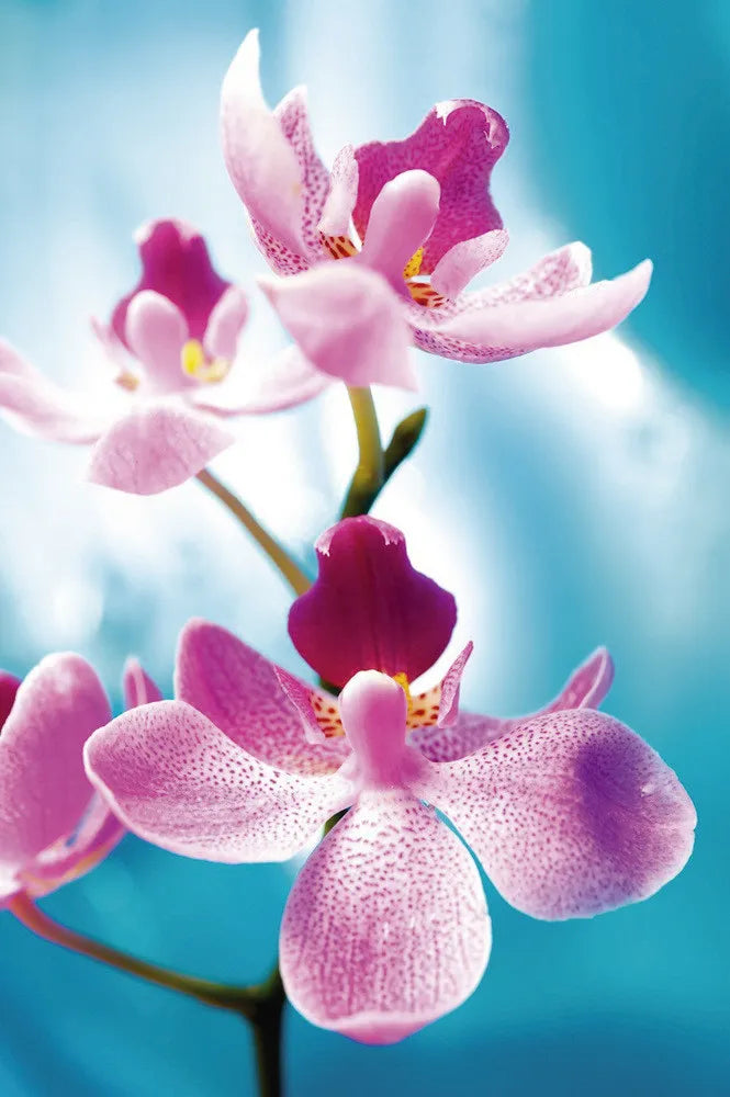 Orchid