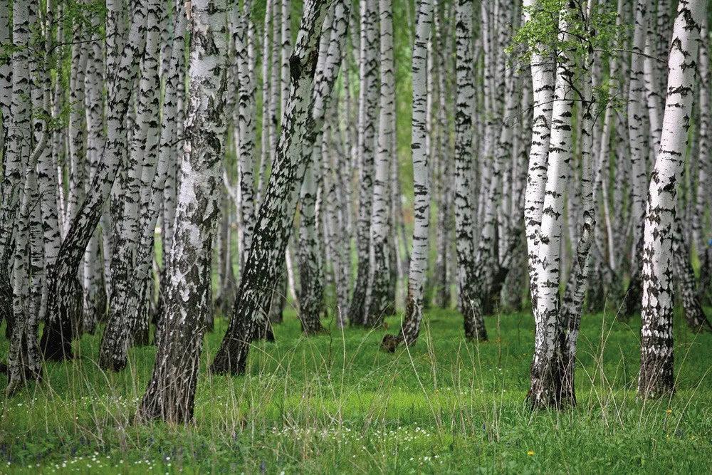 Birch forest