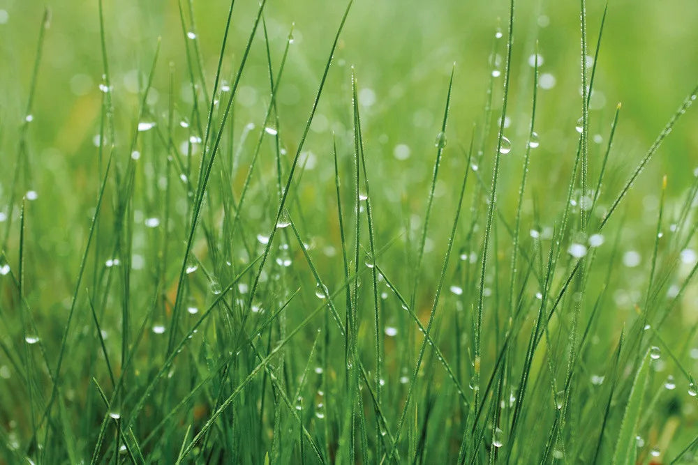 Grass