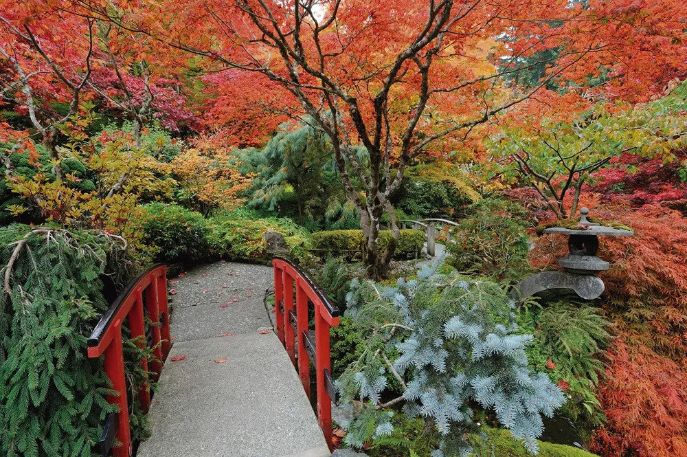 Autumn park