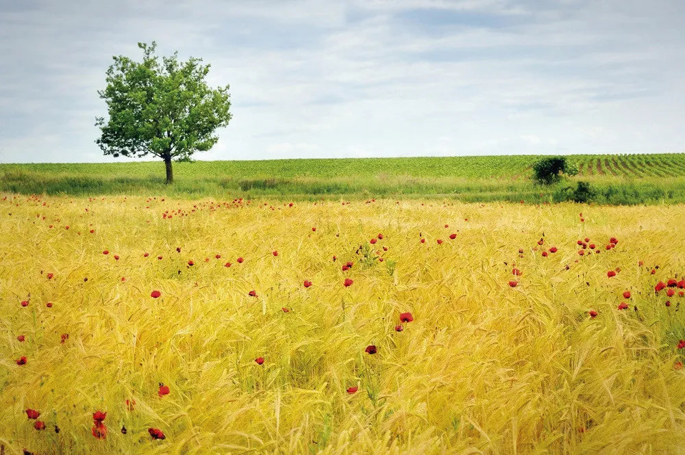 Poppy field