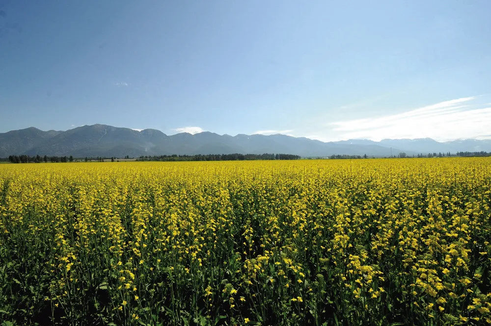 Field