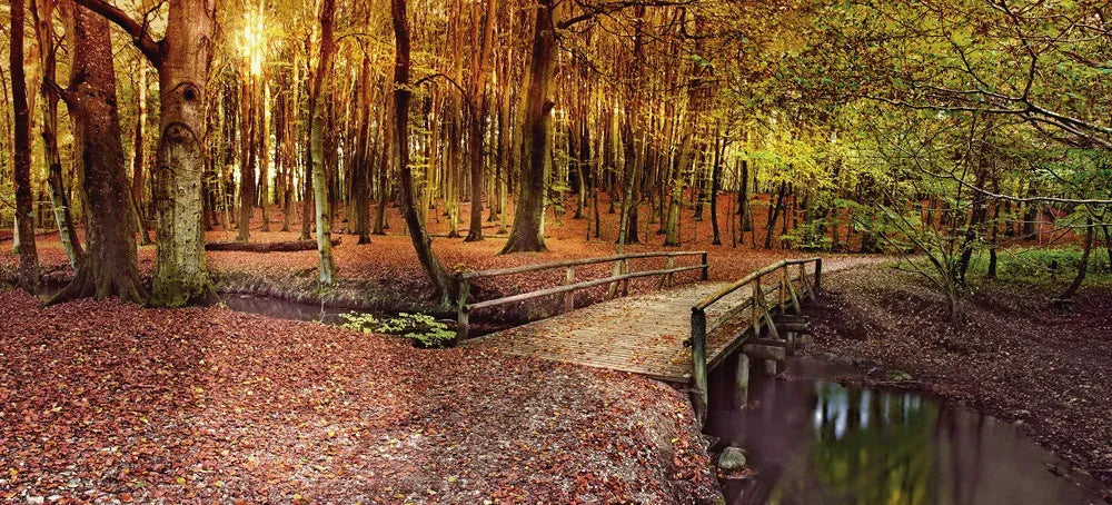 Autumn forest