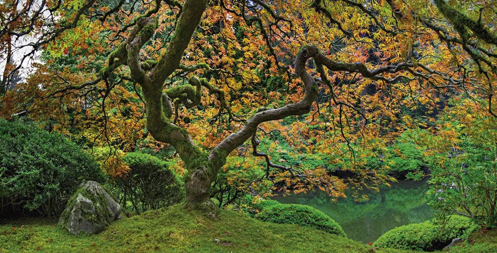Japanese tree