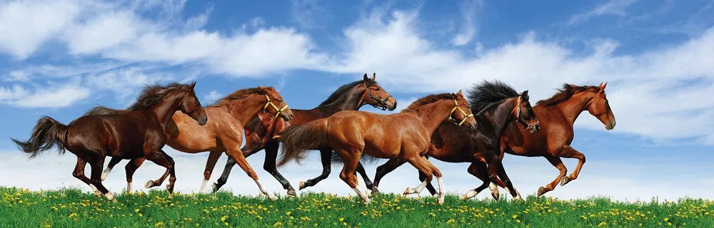 Herd