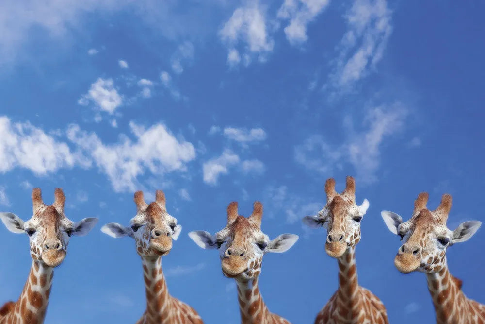 Giraffes