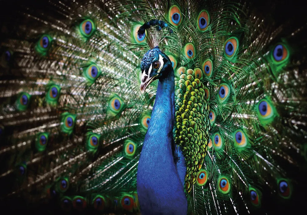 Peacock
