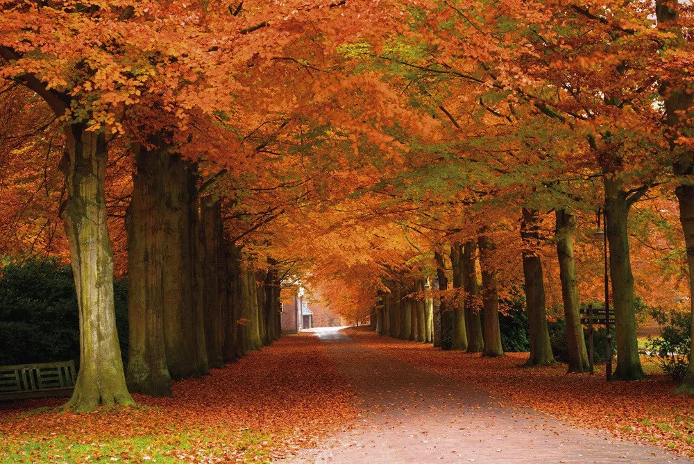 Autumn park