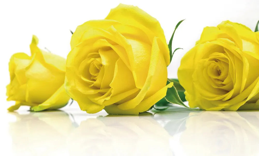 Yellow Roses