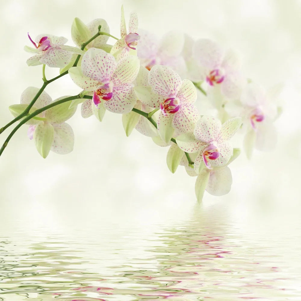 White Orchid