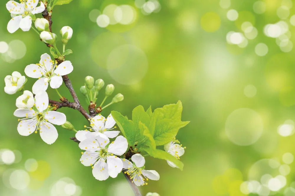 Spring