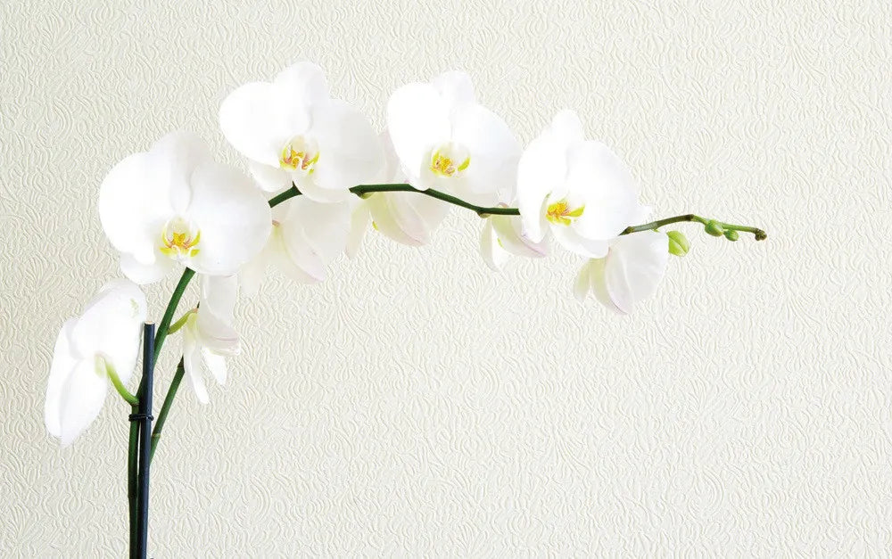Orchid